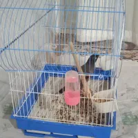 مرغ مینا نر سخنگو|پرنده|خمینی‌شهر, |دیوار