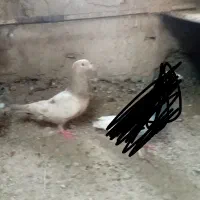 کبوتر|پرنده|زهک, |دیوار