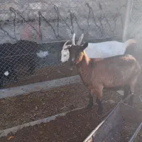 فروش بز آلپاین