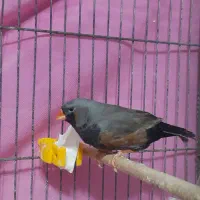 فنچ زبرا شارکول|پرنده|رشت, بازار|دیوار