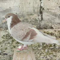 کبوتر دمگیر سرور پلاکی طوقی سینه پرشی