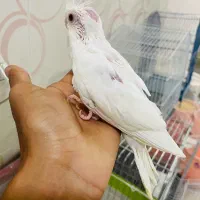 جوجه عروس هلندی|پرنده|میناب, |دیوار