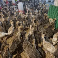 جوجه بوقلمون برنز و بوربن 35 روزه