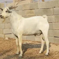 نری دورگ سومال داشتی و گوشتی|حیوانات مزرعه|بندر دیر, |دیوار