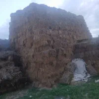 یونجه  علوفه