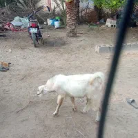 برای فروش نقدی