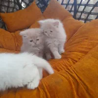 گربه پرشین|گربه|زارچ, |دیوار