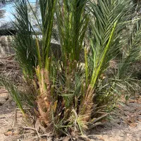 درخت نخل|گل و گیاه طبیعی|میناب, |دیوار