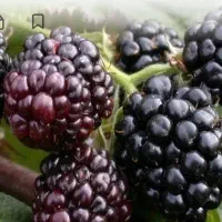 شاتوت قرمز محلی