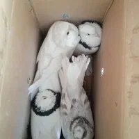 کفتر طوقی و پرپا