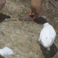 رنگی|حیوانات|اهواز, اهواز|دیوار