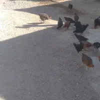 مرغ وخروس محلی|حیوانات مزرعه|شاهین دژ, |دیوار