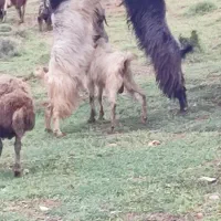 بز گدی جلو رو عالی برای گله زای ۲