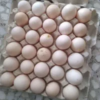 کف قیمت و کیفیت بالا ، سالم به شرط