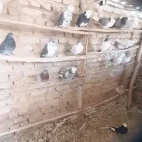 تعداد ۴۰ عدد کبوتر همه ب شرط