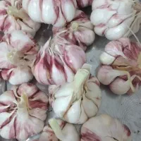 فروش سیر