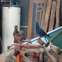 کبوتر جوجه کشی