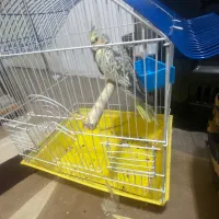 دو جفت هلندی مولد|پرنده|هشتگرد, فاز ۷ مهستان|دیوار