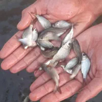 کپور بچه اصلاح نژاد شده مجارستان