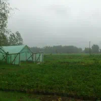 تهاتر زمین مسکونی باغی و گلخانه 7175 متری - لنگرود|فروش زمین و ملک کلنگی|رشت, پیرسرا|دیوار