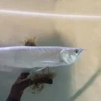 آروانا ۳۵ سانتی