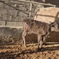 گاوگوساله|حیوانات مزرعه|مسجد سلیمان, |دیوار