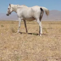 اسب