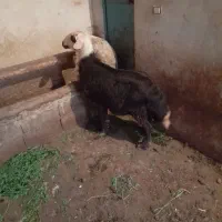 قوچ کله اسبی شیشک