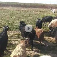 بز فروشی همه تکه خوردن از نربز پاکستانی دانه 8500|حیوانات مزرعه|رضویه, |دیوار