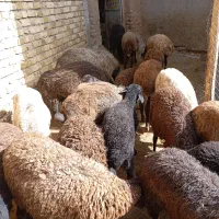 بره دشتی