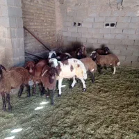 بره