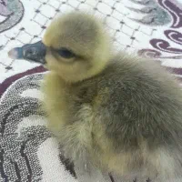 جوجه غاز ۱۲عدد