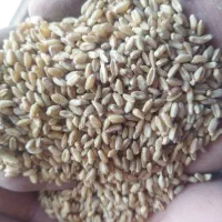 گندم تمیز کبیر|گل و گیاه طبیعی|الشتر, |دیوار