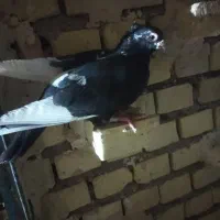 کبوترا سالم نجلد