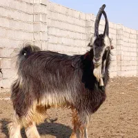 چپش شاخ جفت انبری پازن بز