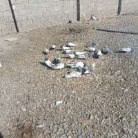 کبوتر|پرنده|لیلان, |دیوار