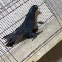 کبوتر|پرنده|تبریز, |دیوار