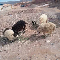 میش بر محلی|حیوانات مزرعه|چترود, |دیوار