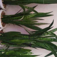 گل و گیاه|گل و گیاه طبیعی|شیراز, حجت آباد|دیوار