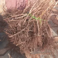 انگور‌ریشه‌دار‌