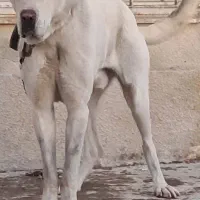 سگ عالی|سگ|باسمنج, |دیوار