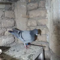 جوجه پلاکی|پرنده|پاکدشت, حصار امیر|دیوار