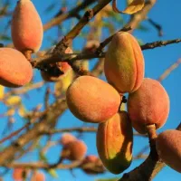 نمایندگی رسمی صنوبر در غرب نهال