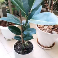 گل فیکوس به همراه گلدان