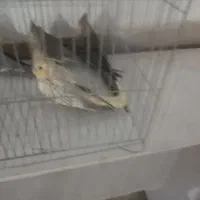 عروس هلندی700 بدونه عیب و ایراد