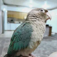 گرینچیک