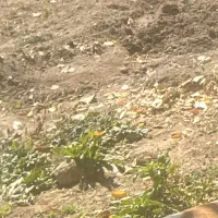 ۲۰ هکتار زمین در چاه دشت بوینگ با موتور برقی