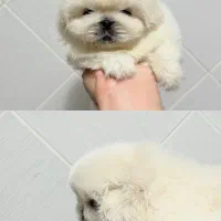 سگ پیکینیز امپریال