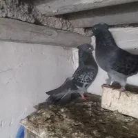 کبوتر|پرنده|گرگان, |دیوار