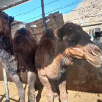 هاشیه شتر|حیوانات مزرعه|نیر (یزد), |دیوار